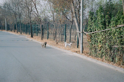 Two small dogs exploring a leafy walking trail surrounded by trees.