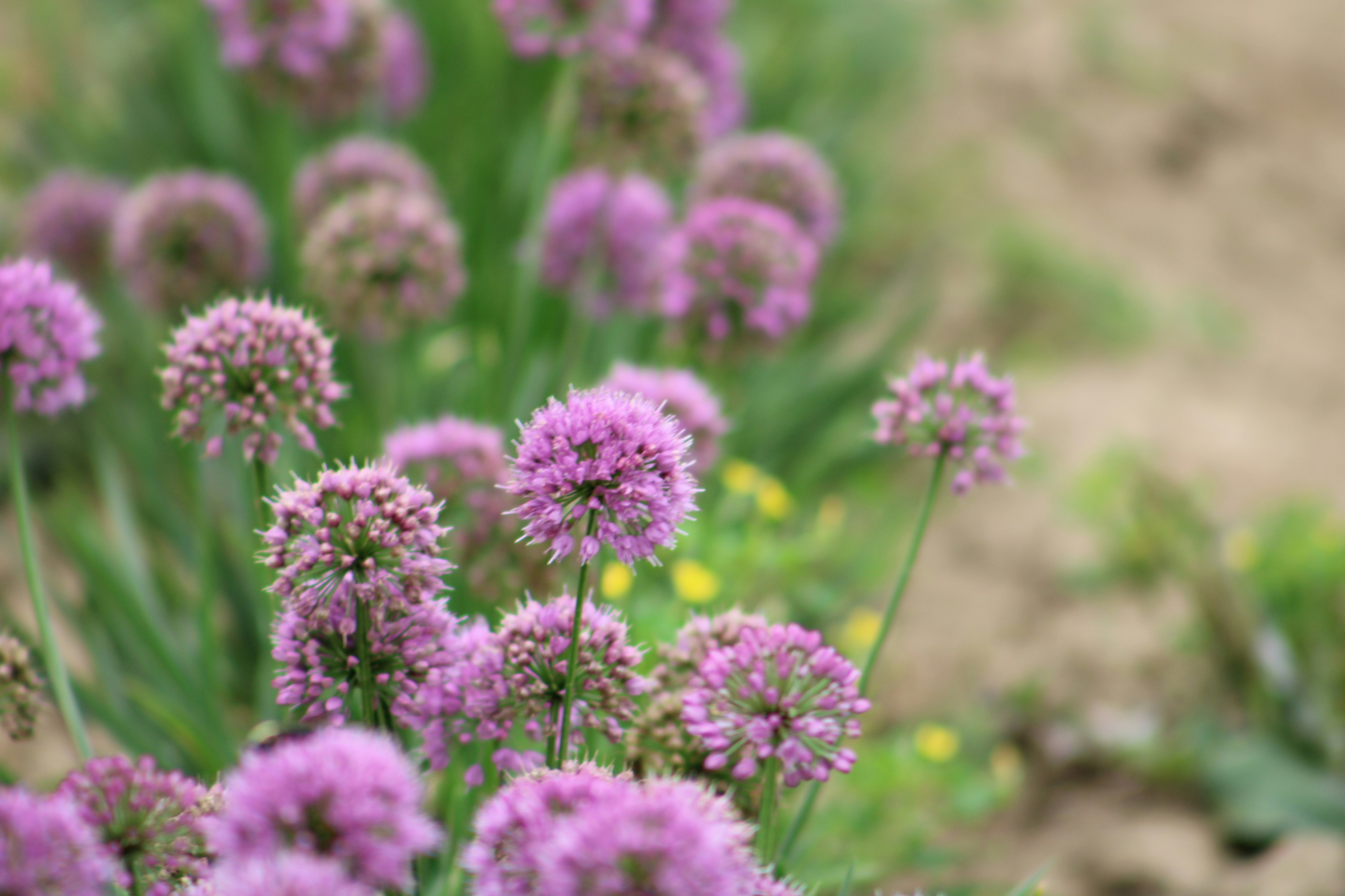 Photo by curriedflute