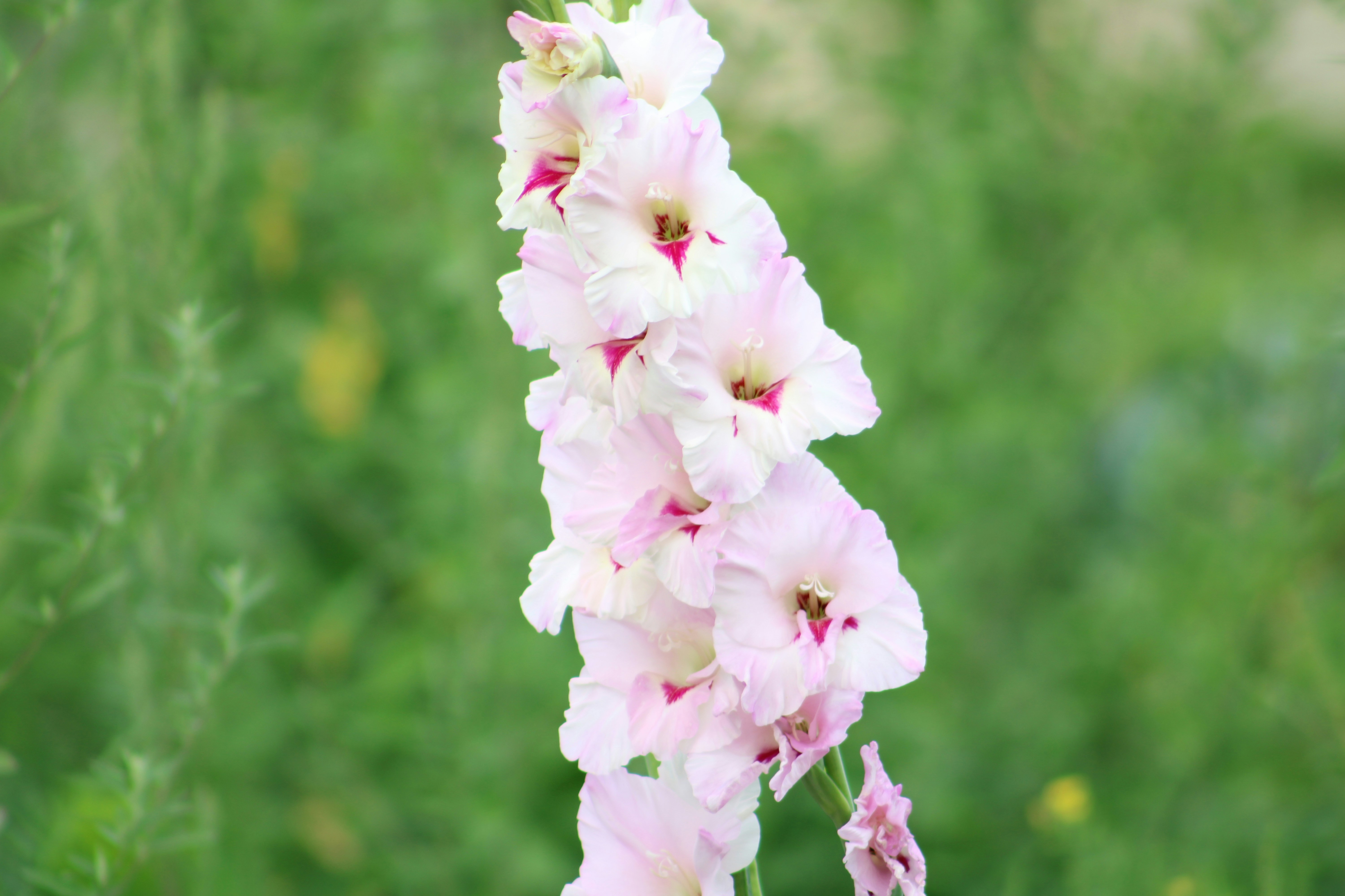 Photo by curriedflute