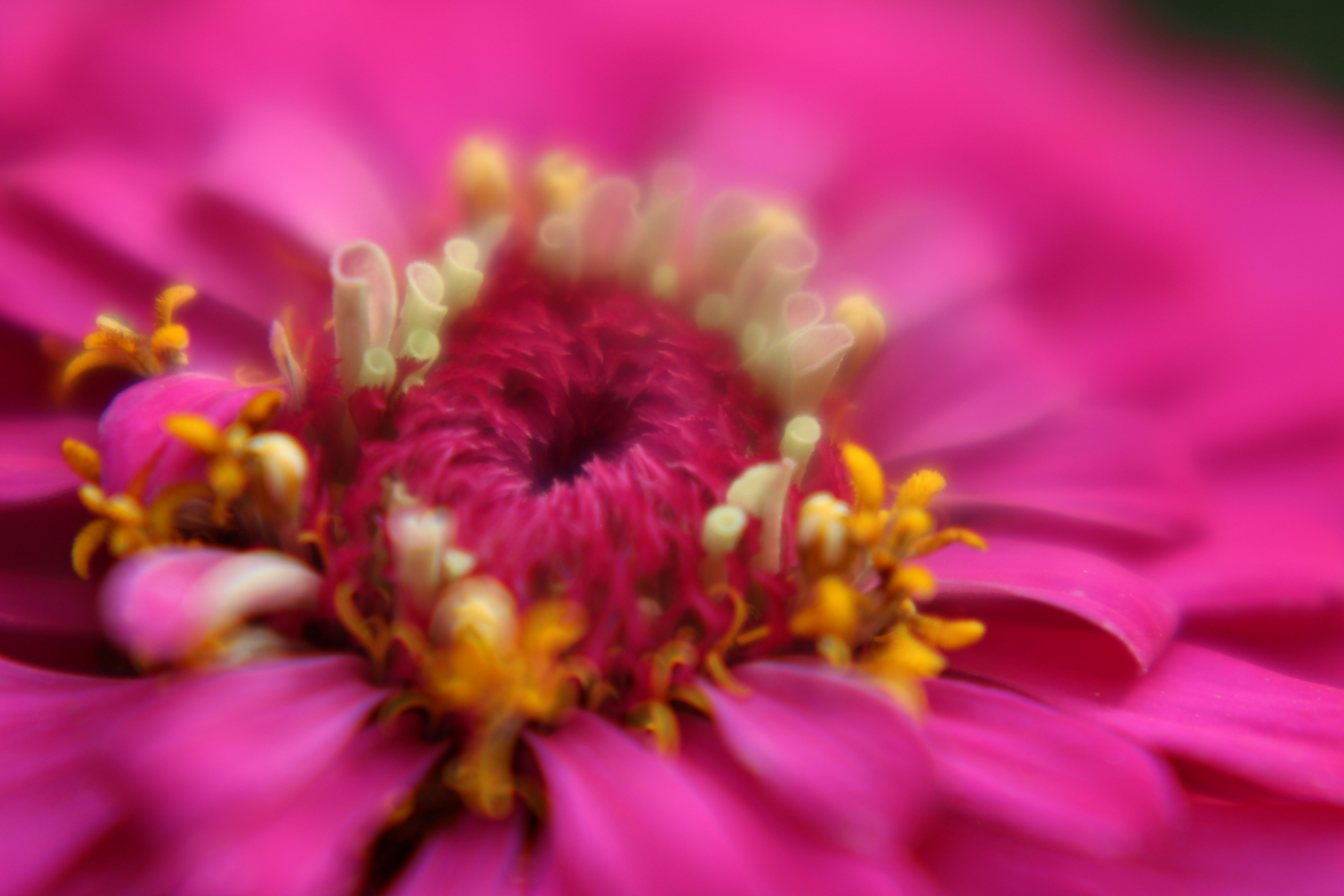 Photo by curriedflute