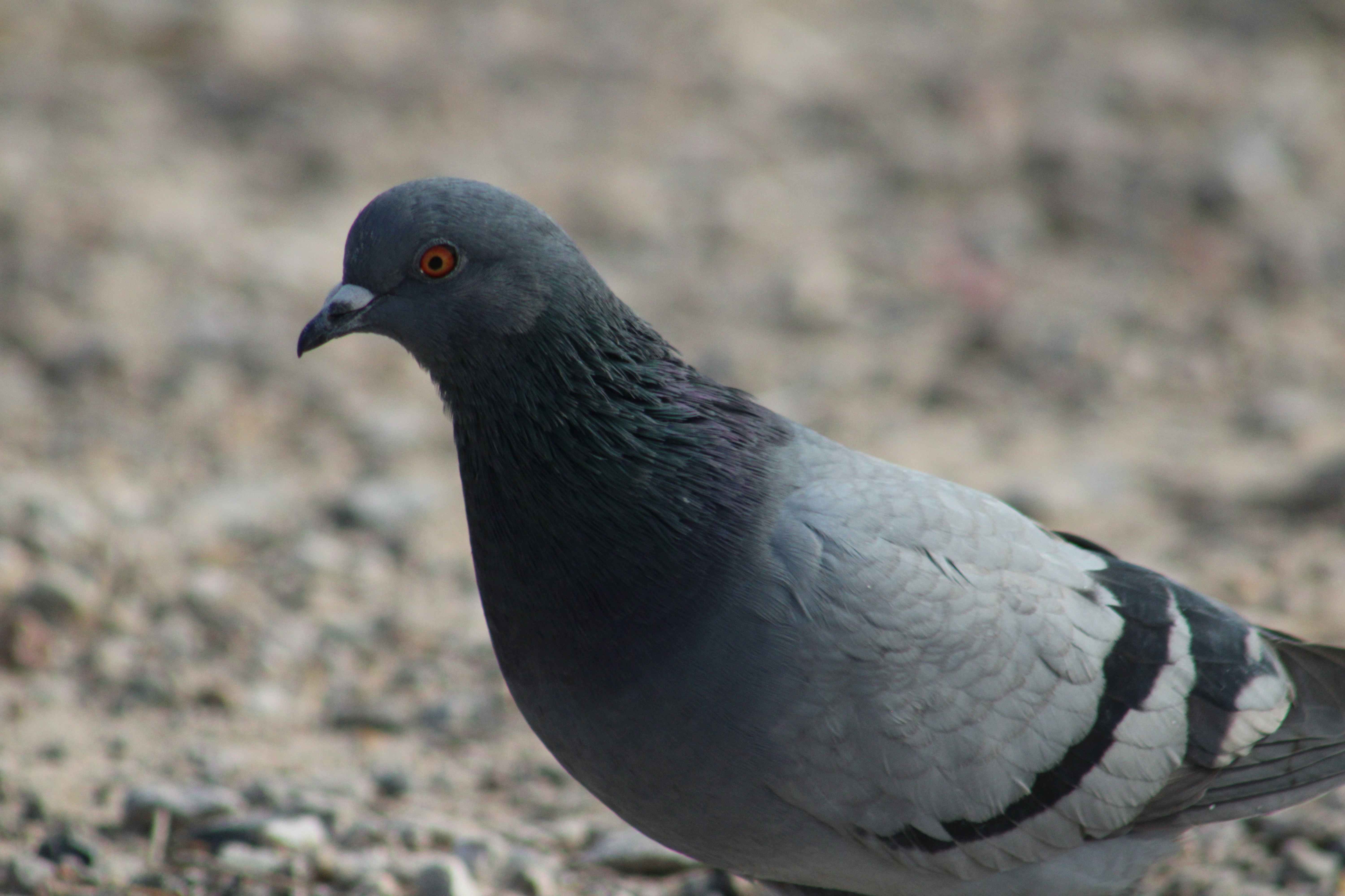 Photo by curriedflute