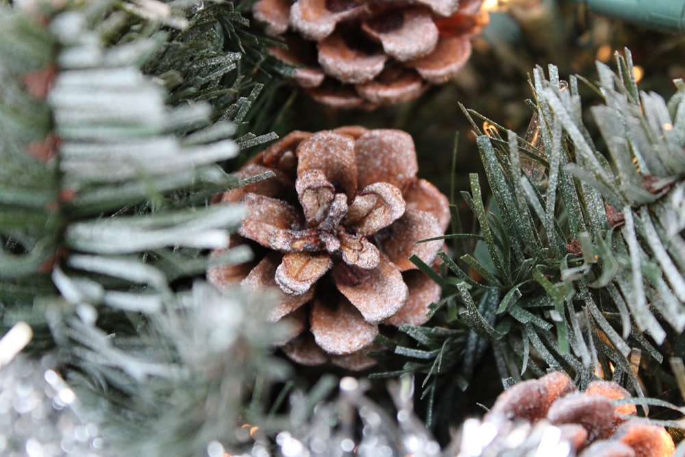 pine cones on a tree