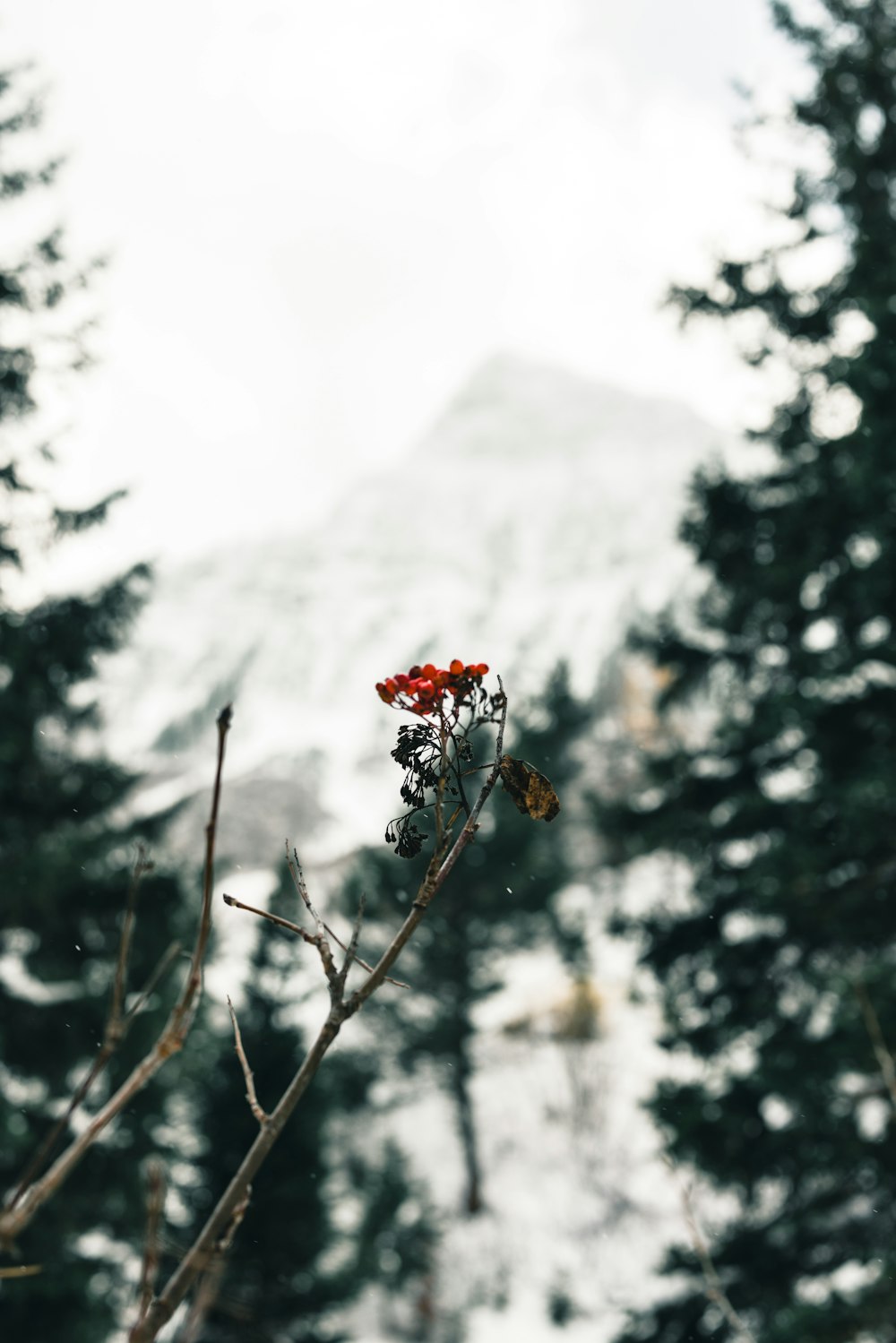 a snow covered mountain