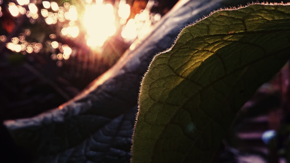 a close up of a leaf