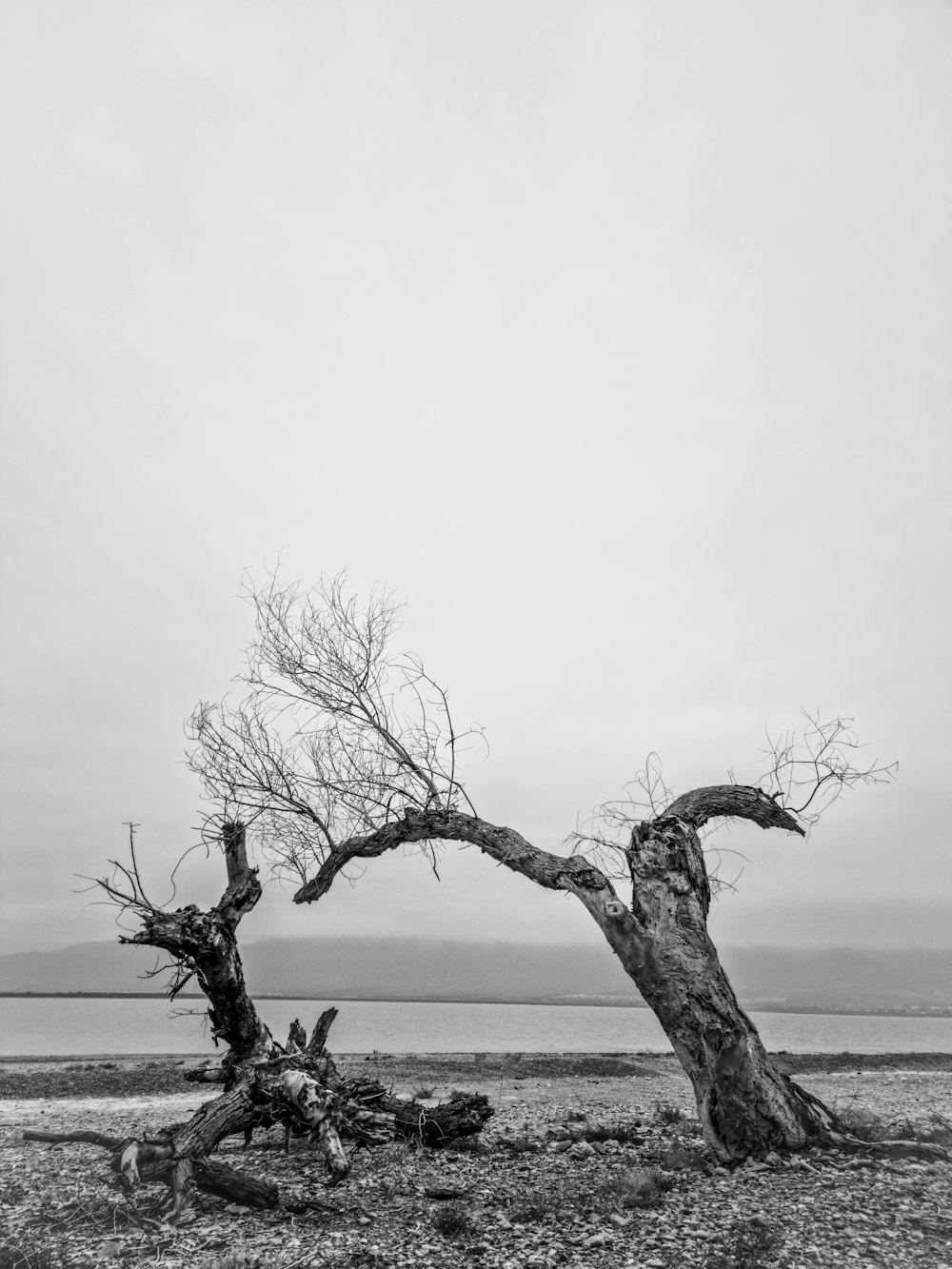 a tree in a field