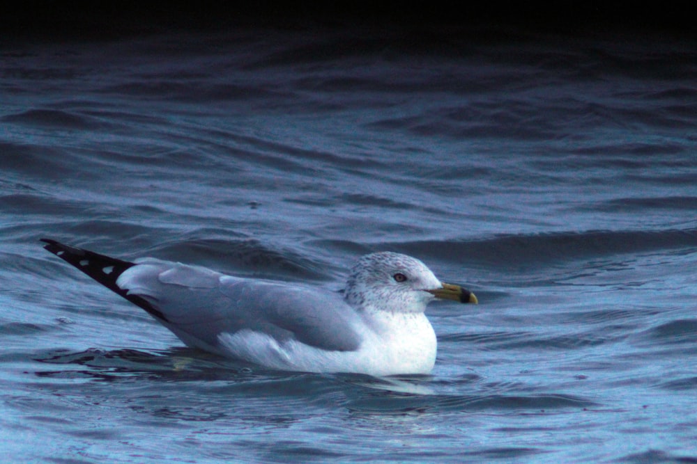 a bird swimming in water