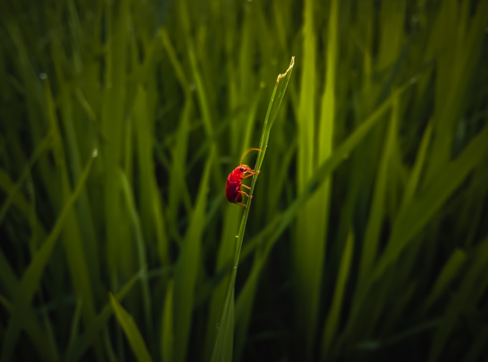 Una flor roja en un campo de hierba