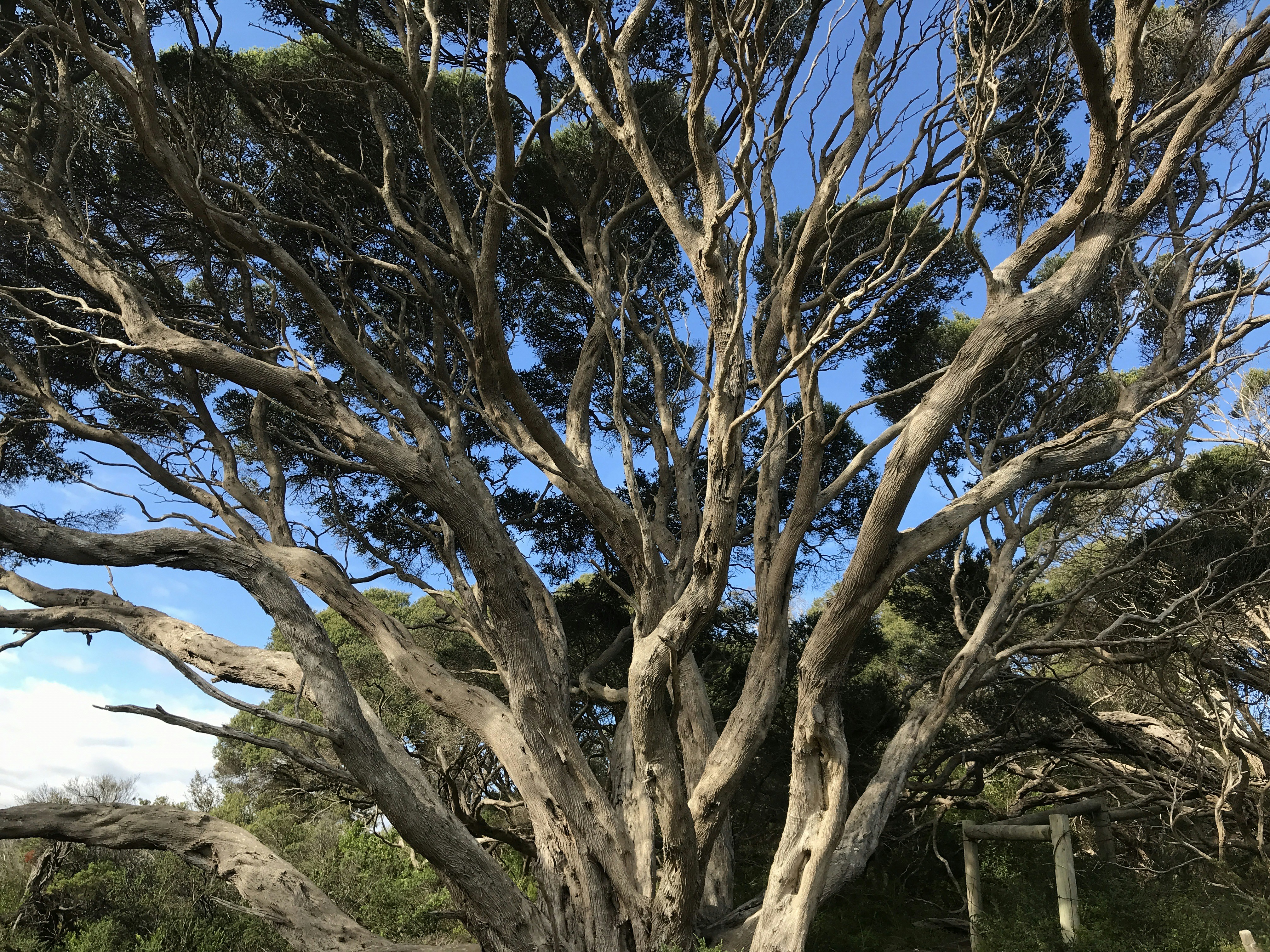 A tree with many branches photo – Free Mornington peninsula national ...