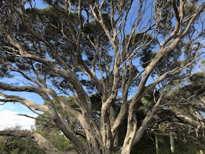 A large, intricate tree with numerous twisting branches and a thick trunk stands against a clear blue sky. The branches are densely packed with dark green foliage, and the scene is set in a natural environment with some other trees visible in the background.