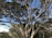 A large, intricate tree with numerous twisting branches and a thick trunk stands against a clear blue sky. The branches are densely packed with dark green foliage, and the scene is set in a natural environment with some other trees visible in the background.