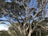 A large, intricate tree with numerous twisting branches and a thick trunk stands against a clear blue sky. The branches are densely packed with dark green foliage, and the scene is set in a natural environment with some other trees visible in the background.