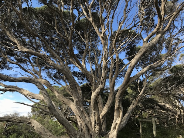 A large, intricate tree with numerous twisting branches and a thick trunk stands against a clear blue sky. The branches are densely packed with dark green foliage, and the scene is set in a natural environment with some other trees visible in the background.