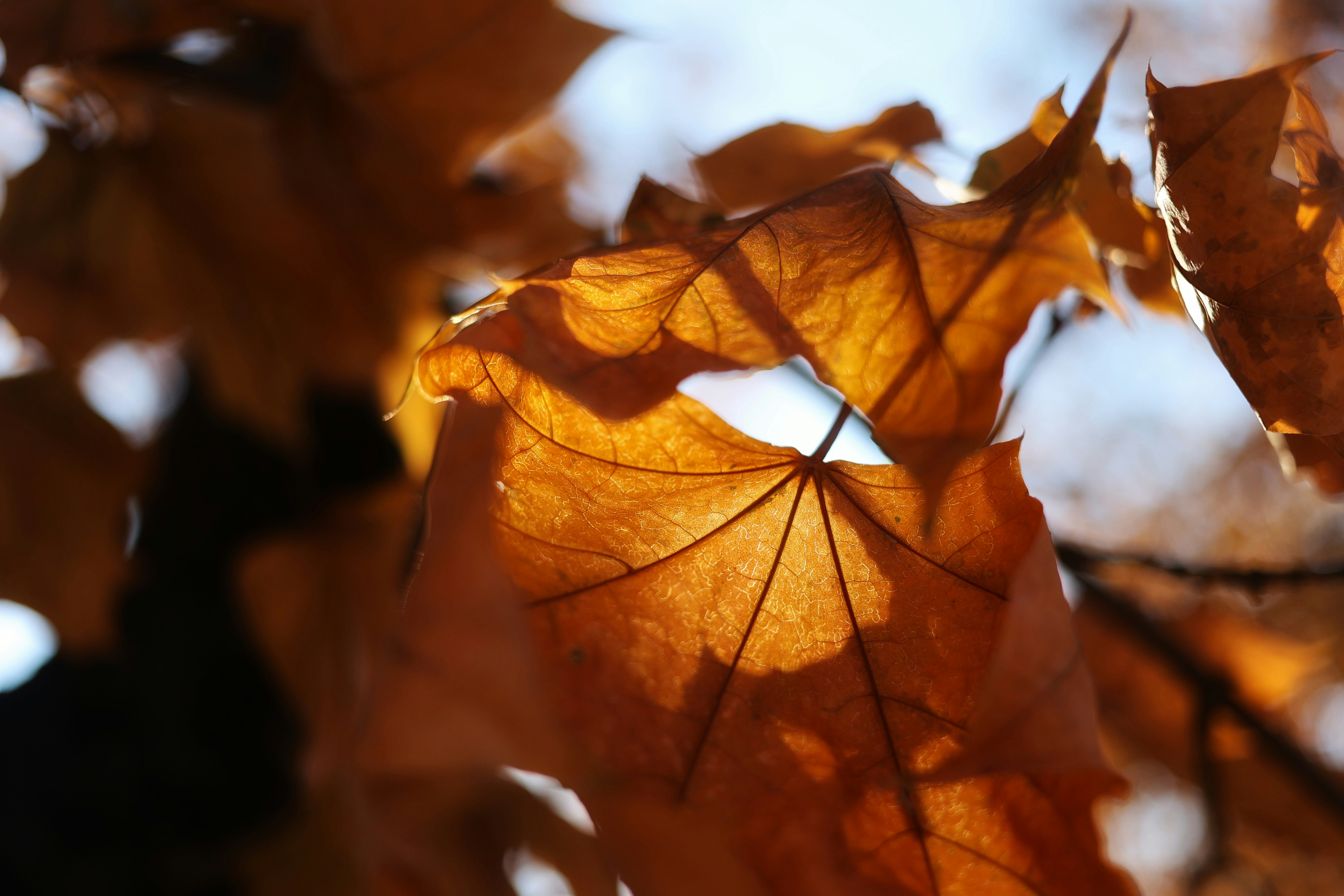 Photo by joshua_hoehne