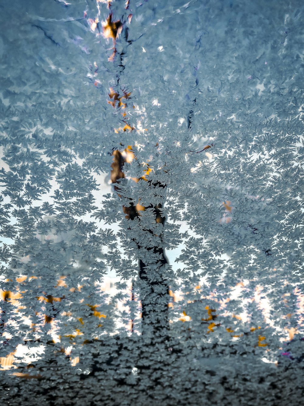 a group of leaves on a wet surface