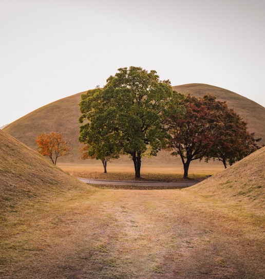 a dirt road with trees on the side