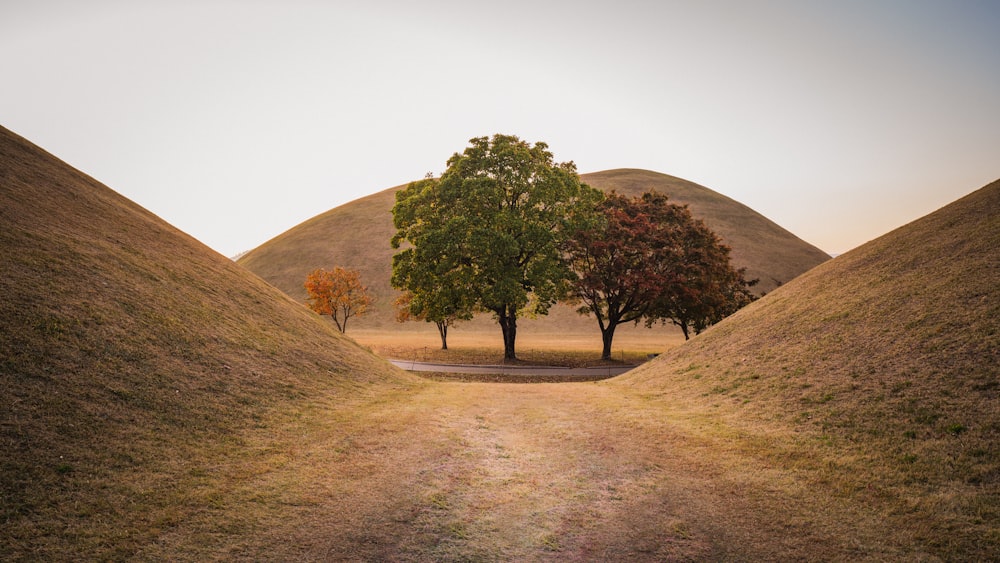 a dirt road with trees on the side