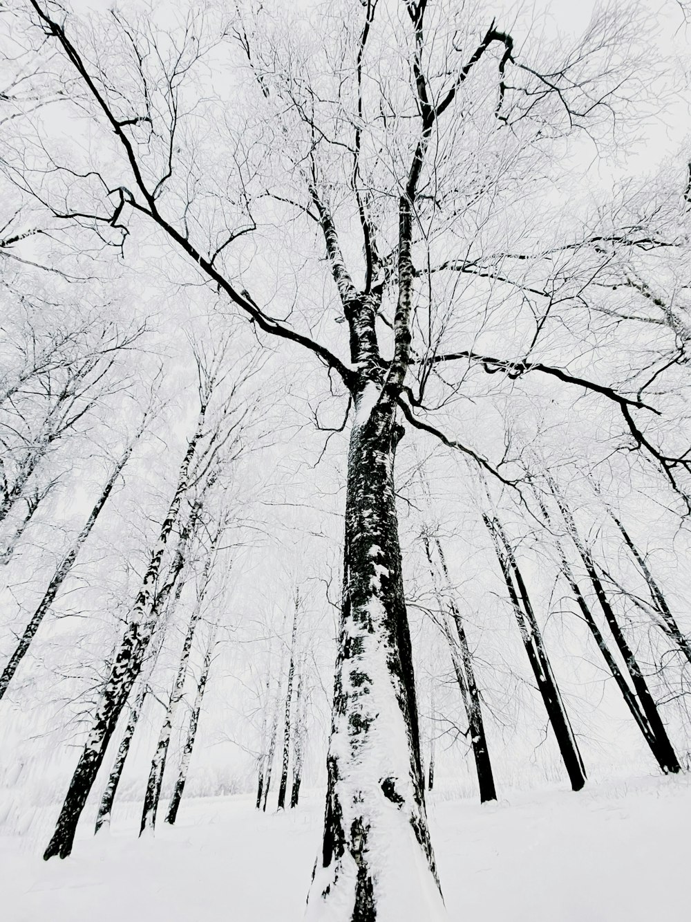 a tree covered in snow