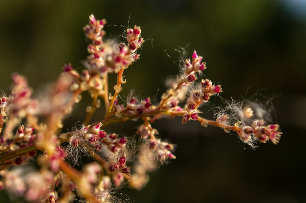 close up of a plant