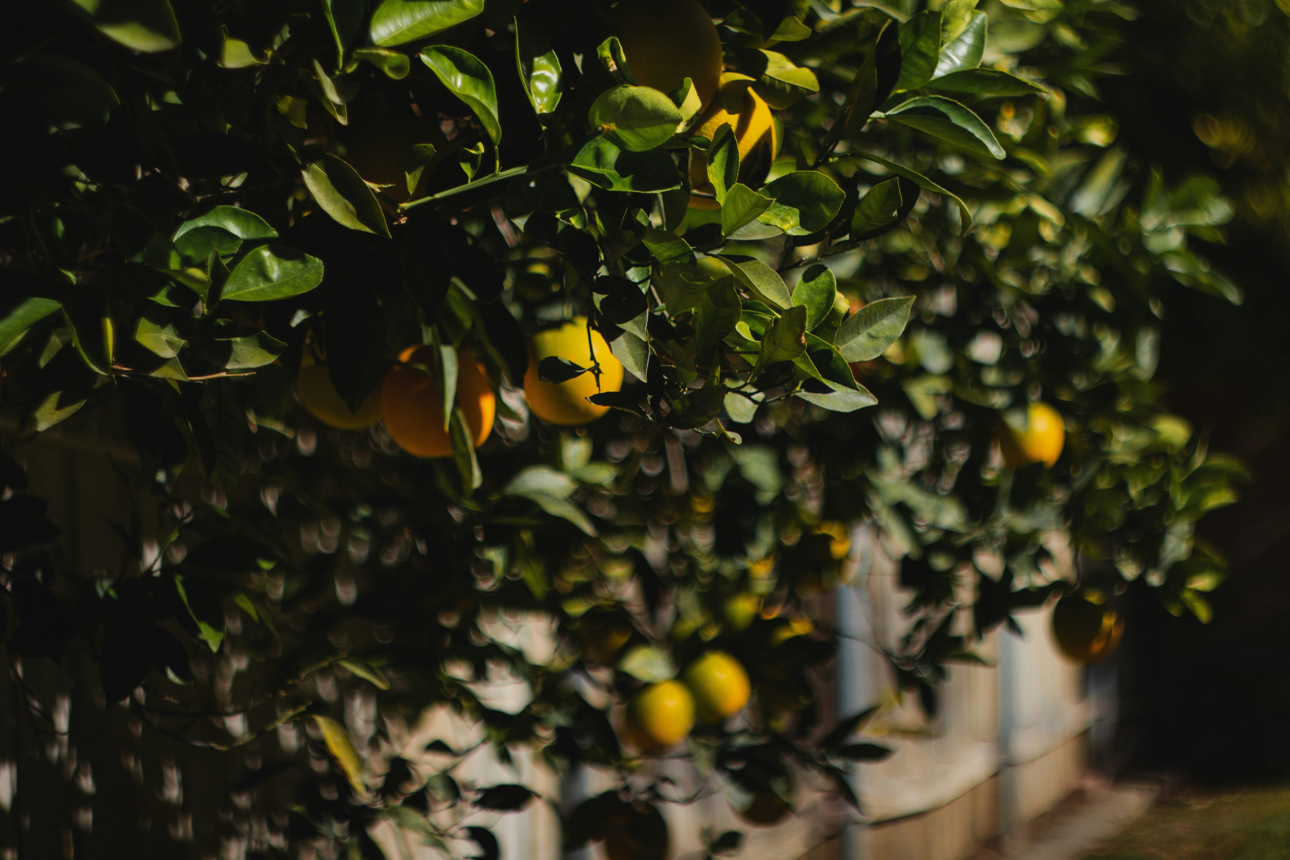 Photo by emmanuelphaeton