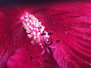 Close-up of hands inspecting dried hibiscus flowers ready for export.