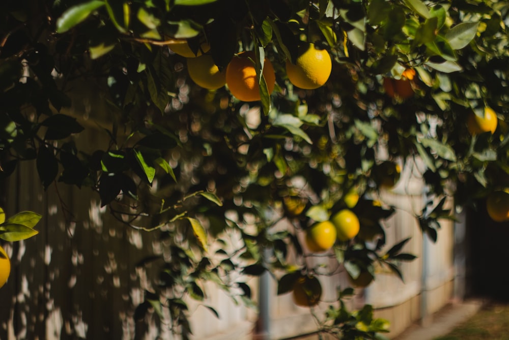 a tree with oranges