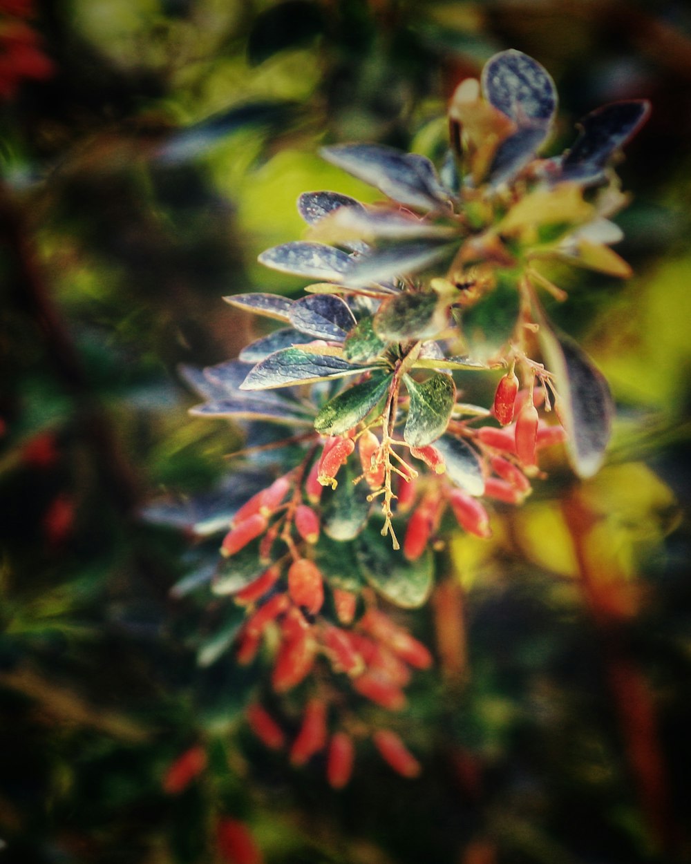 a group of butterflies on a plant