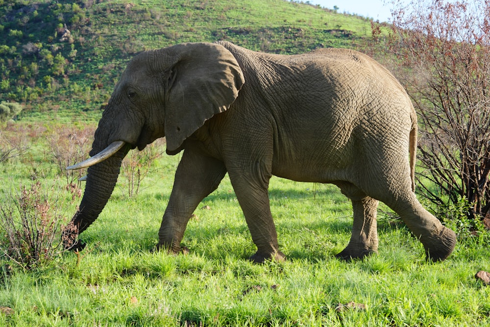 an elephant walking in a field