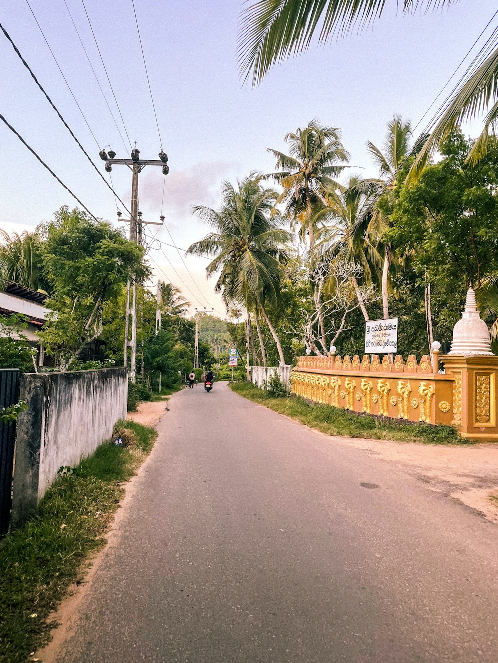 a person riding a bicycle on a road with palm trees on either side