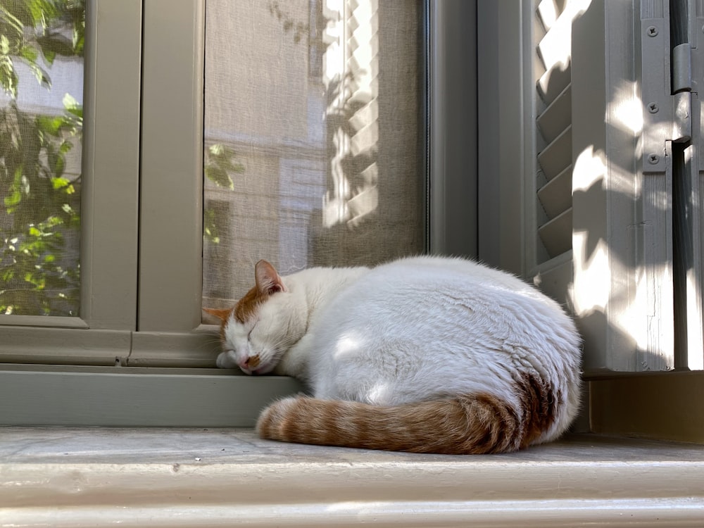 Eine Katze sitzt auf einer Fensterbank