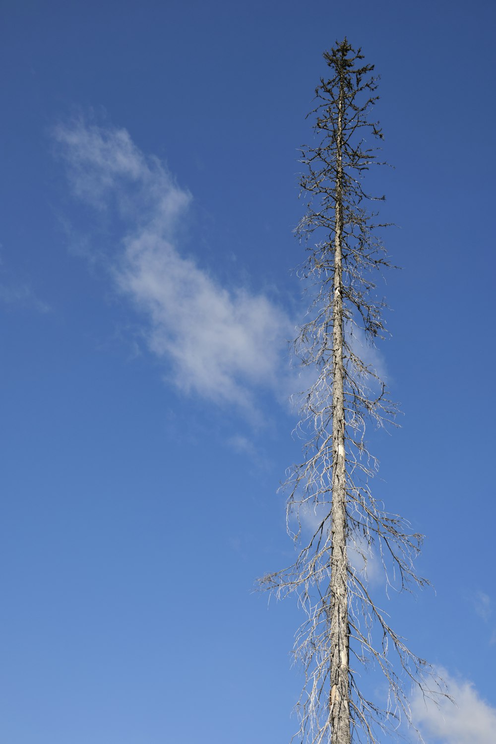 a tall thin tree with a blue sky in the background