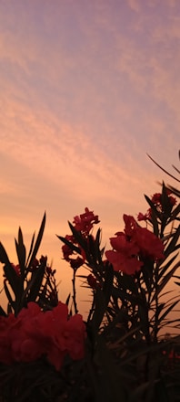 A serene view of Oleander Farms Resort with lush gardens and cozy cottages at sunset.