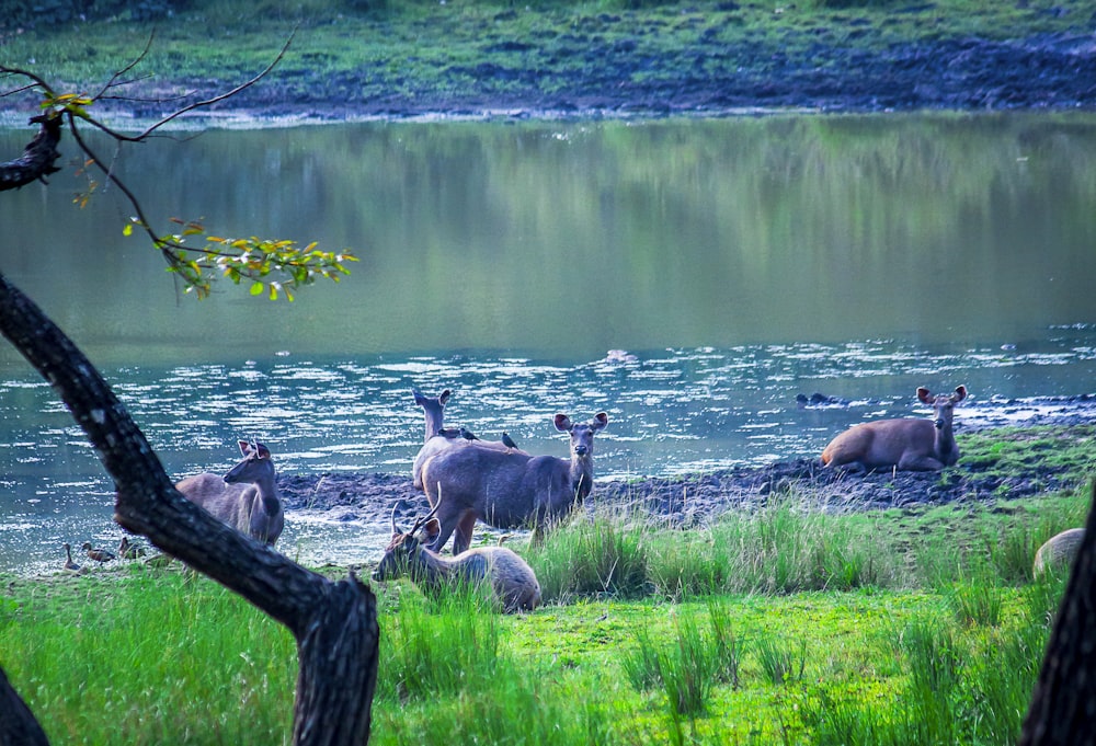 a group of animals by a body of water