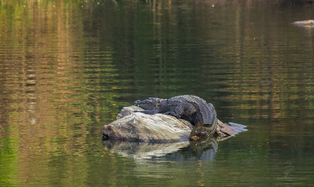 a turtle on a log in the water