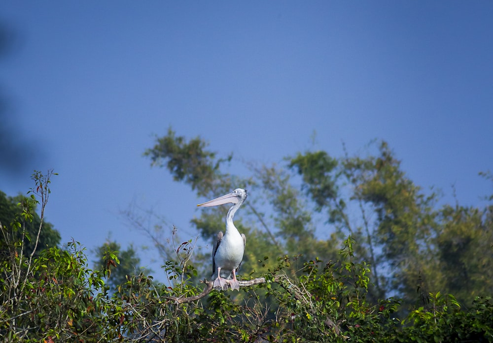 a bird standing on a branch