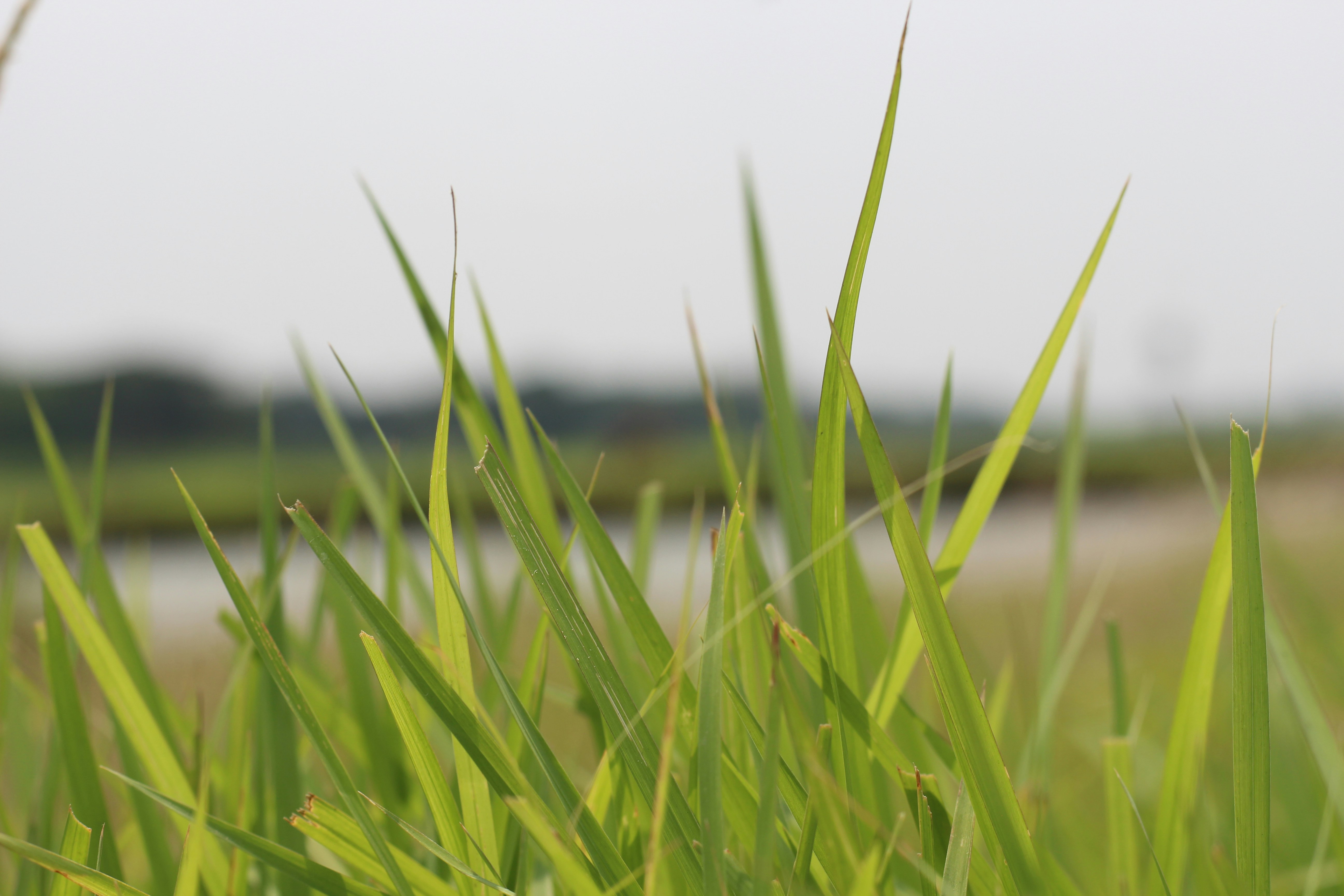 Photo by nasimuddin872