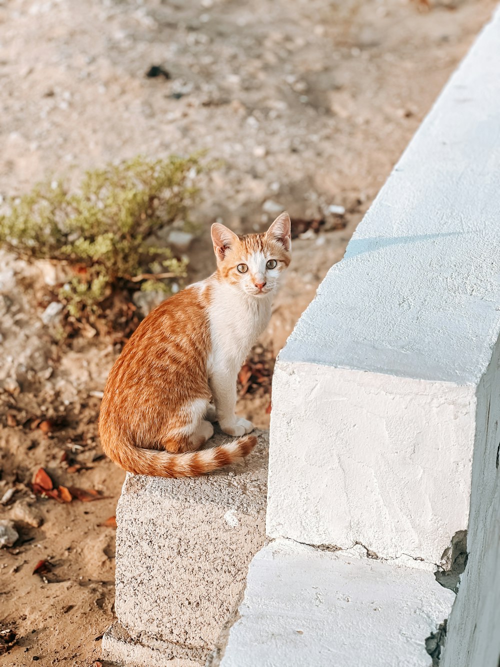 a cat sitting on a concrete post