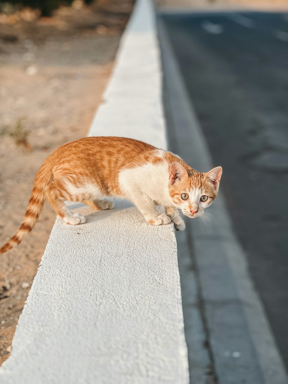 un gatto su una sporgenza di cemento