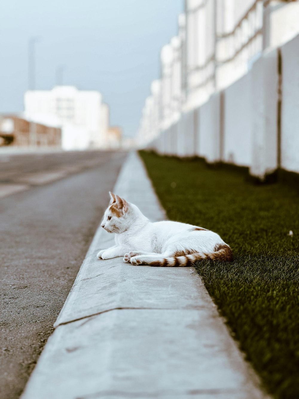 a cat lying on a sidewalk