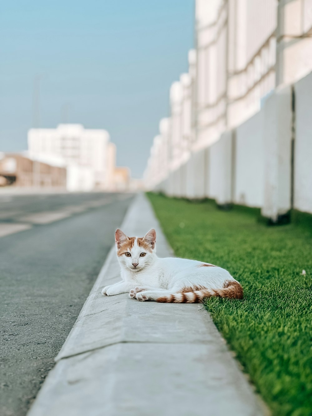 a cat lying on a sidewalk