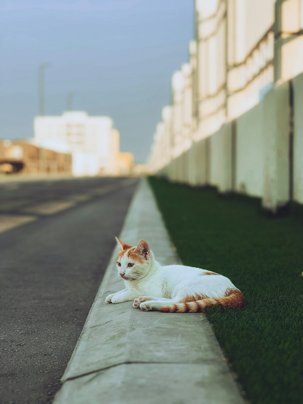 Eine Katze liegt auf einem Bürgersteig
