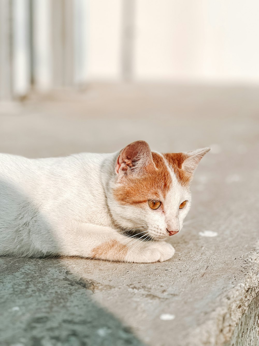 a cat lying on the ground