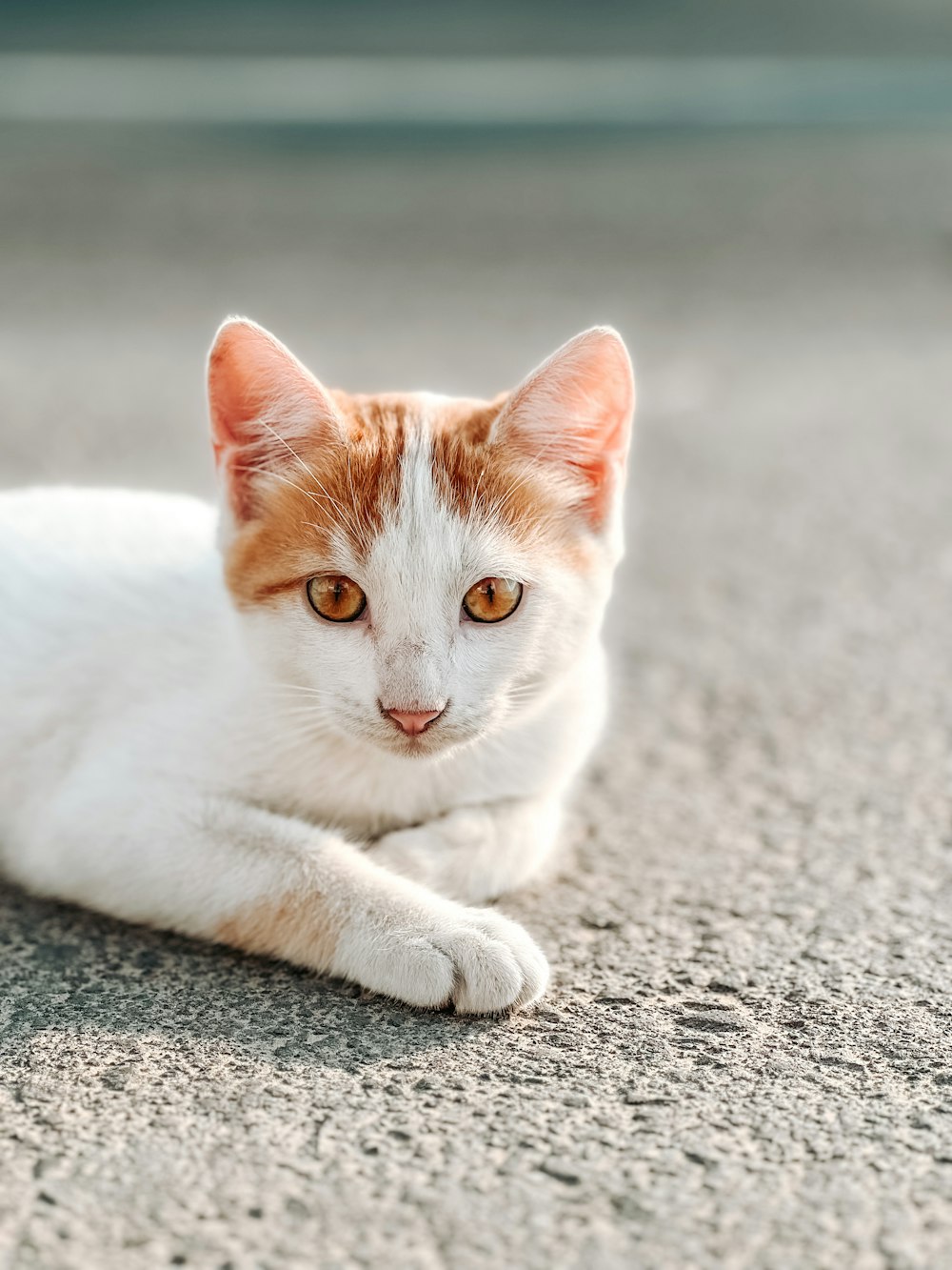 a cat lying on the ground