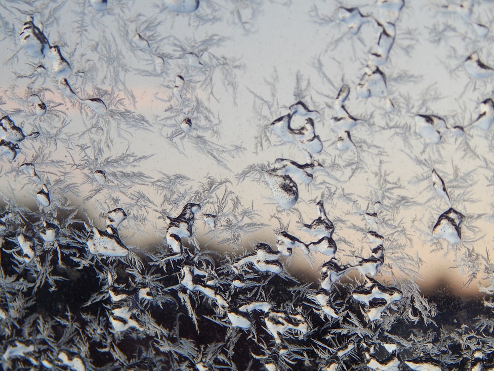 Un groupe d’oiseaux dans la neige