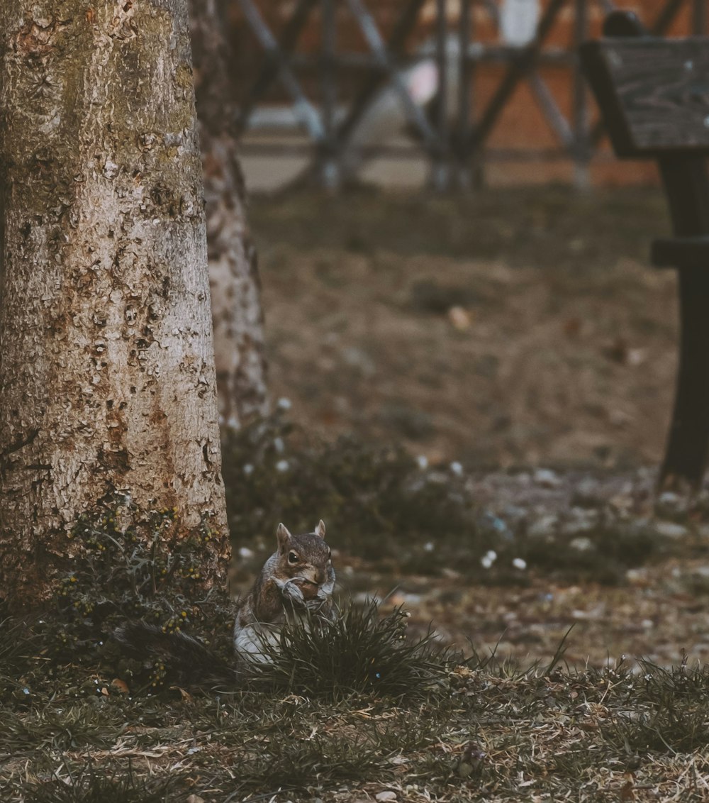 a cat sitting next to a tree