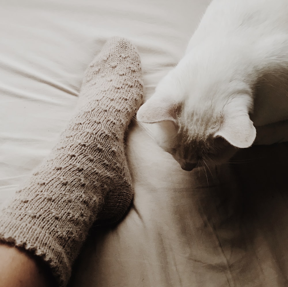 a cat lying on a blanket