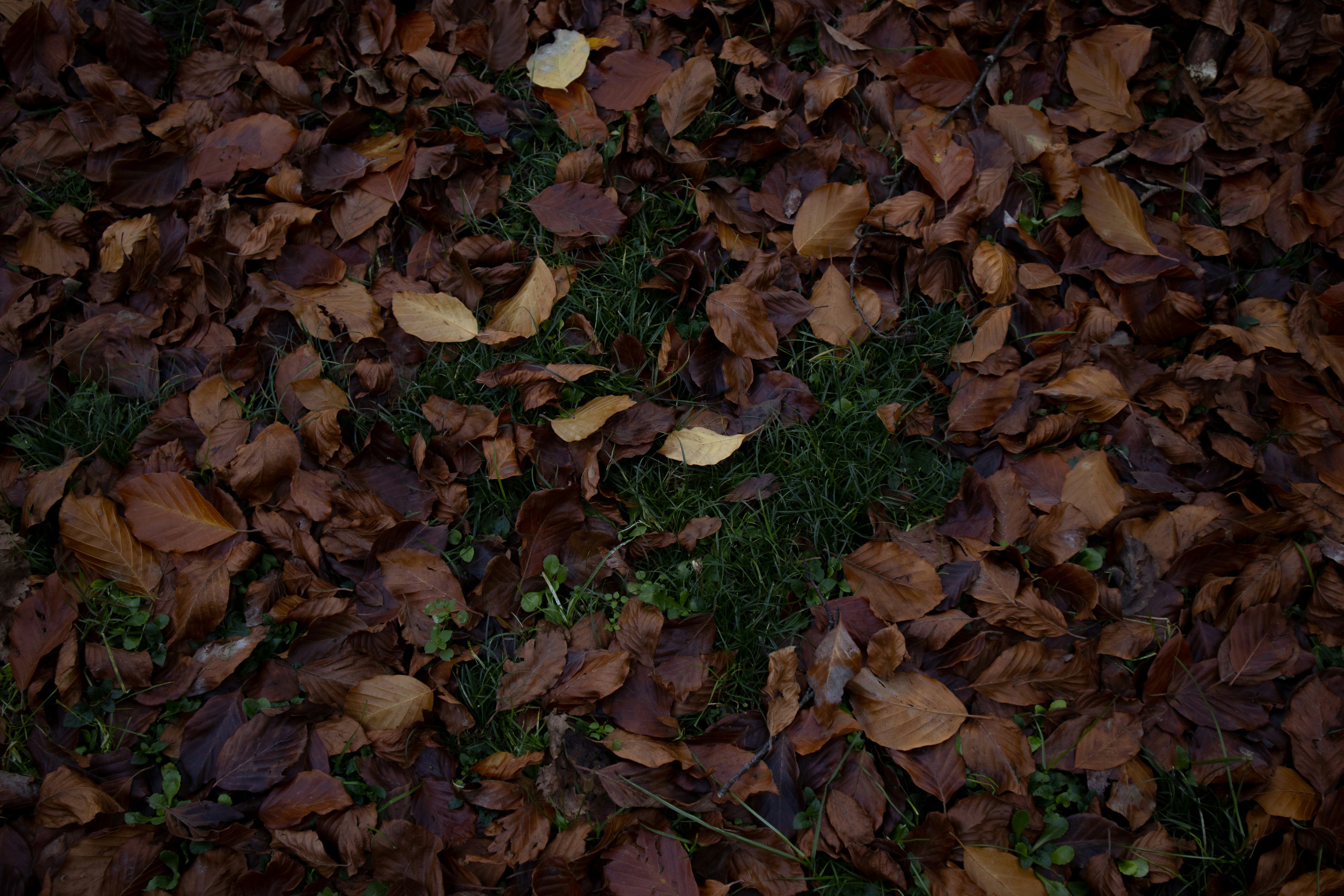 Photo by lascioliasia