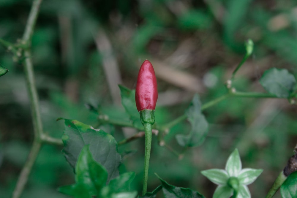 a pink flower with green leaves