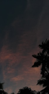 A dark sky transitions to a soft, warm color gradient with silhouettes of tropical trees such as palm trees in the foreground.