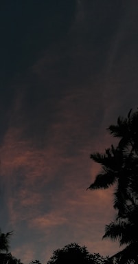 A dark sky transitions to a soft, warm color gradient with silhouettes of tropical trees such as palm trees in the foreground.