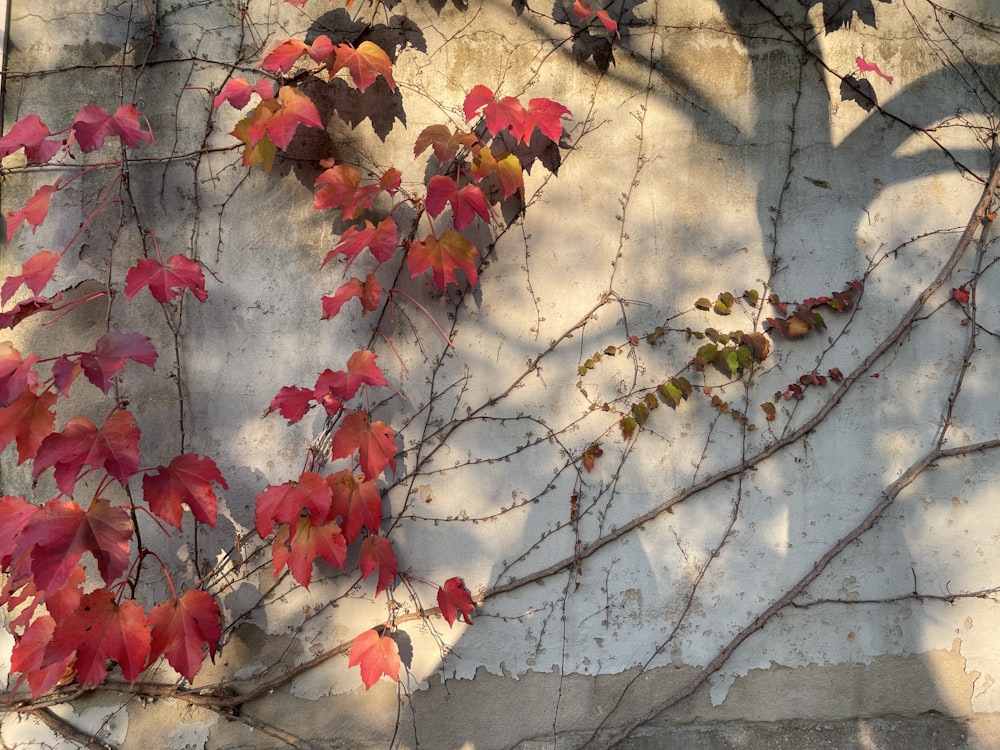 a group of red leaves on a white surface